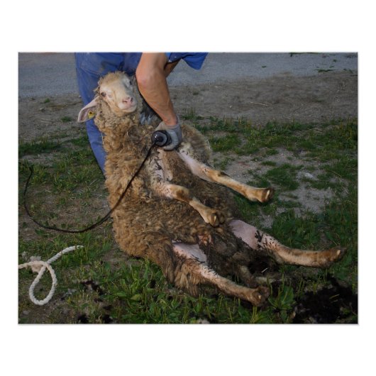 Schapenhoorzitting Poster (Voorkant)