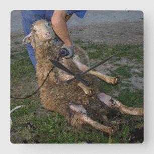 Schapenhoorzitting Vierkante Klok