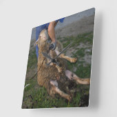 Schapenhoorzitting Vierkante Klok (Hoek)