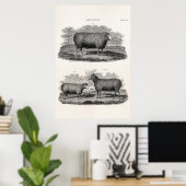 schapenhouderijen: fokooien poster (Thuiskantoor)