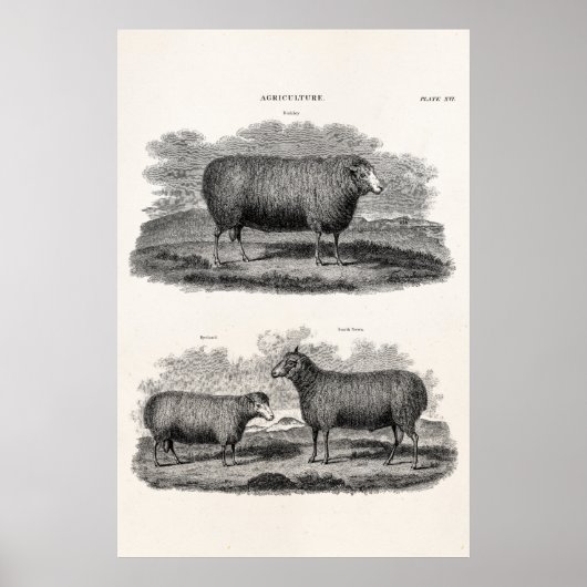 schapenhouderijen: fokooien poster (Voorkant)