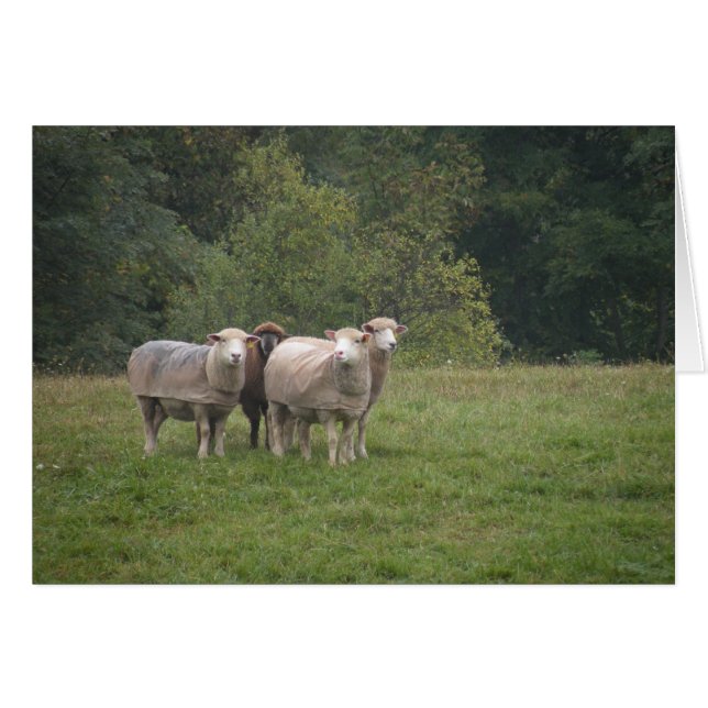 Schapenkaart (Voorkant Horizontaal)