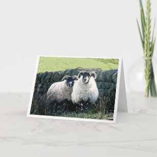 schapenkaart voor Jubileum Kaart
