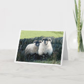 schapenkaart voor Jubileum Kaart (Voorkant)