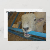 Schapenkaas Briefkaart (Voorkant / Achterkant)