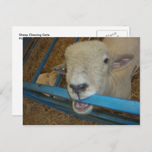 Schapenkaas Briefkaart (Voorkant / Achterkant)