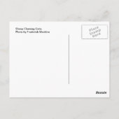 Schapenkaas Briefkaart (Achterkant)