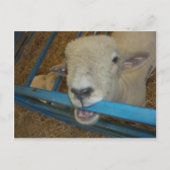 Schapenkaas Briefkaart (Voorkant)