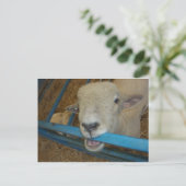 Schapenkaas Briefkaart (Staand voorkant)