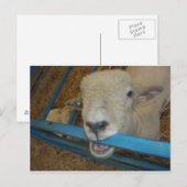 Schapenkaas Briefkaart (Voorkant / Achterkant)