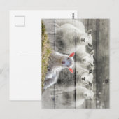 Schapenkoppel Baby lampvoet Briefkaart (Voorkant / Achterkant)