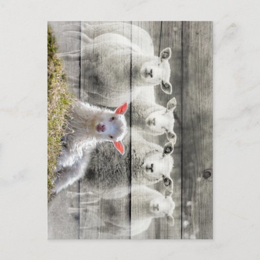 Schapenkoppel Baby lampvoet Briefkaart (Voorkant)