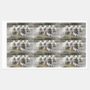 Schapenkoppel Baby lampvoet Labels