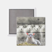 Schapenkoppel Baby lampvoet Magneet (Voorkant / Achterkant)