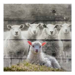 Schapenkoppel Baby lampvoet Perfect Poster