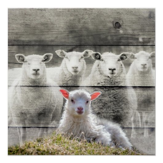Schapenkoppel Baby lampvoet Perfect Poster (Voorkant)