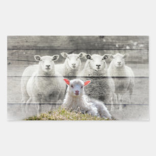 Schapenkoppel Baby lampvoet Rechthoekige Sticker