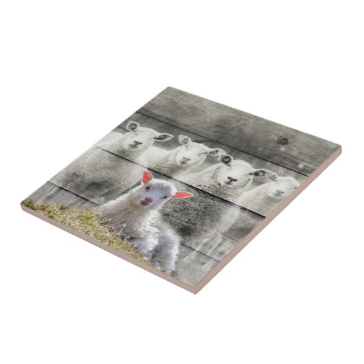 Schapenkoppel Baby lampvoet Tegeltje (Zijkant)