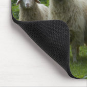 Schapenkoppel | Farmland Muismat (Hoek)