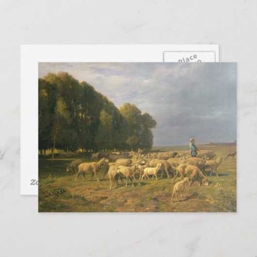 Schapenkudde in een landschap briefkaart (Voorkant / Achterkant)