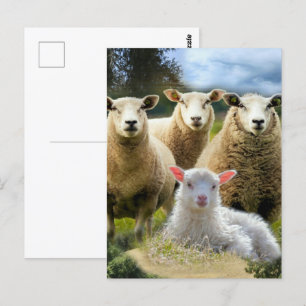 Schapenkudde Schapen Baby Lamb Briefkaart