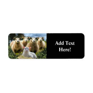 Schapenkudde Schapen Baby Lamb Etiket