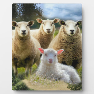Schapenkudde Schapen Baby Lamb Fotoplaat