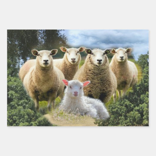 Schapenkudde Schapen Baby Lamb Inpakpapier Vel (Voorkant 2)