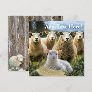 Schapenkudde Schapen Baby Lamb Kaart