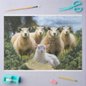 Schapenkudde Schapen Baby Lamb Tissuepapier (Craft)