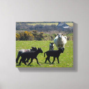 Schapenlammeren Bodmin Moor Cornwall Engeland Canvas Afdruk