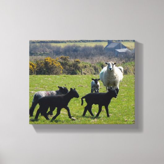 Schapenlammeren Bodmin Moor Cornwall Engeland Canvas Afdruk (Voorkant)
