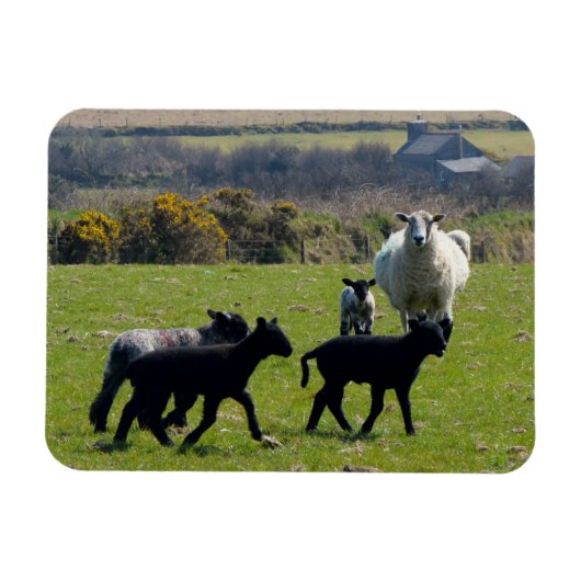 Schapenlammeren Bodmin Moor Cornwall Engeland Magneet (Horizontaal)
