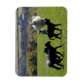 Schapenlammeren Bodmin Moor Cornwall Engeland Magneet (Verticaal)