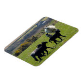Schapenlammeren Bodmin Moor Cornwall Engeland Magneet (Linkerzijde)