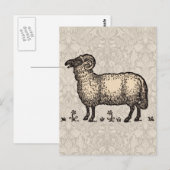 Schapenlammeren Boerderij Dierlijke Vintage Briefkaart (Voorkant / Achterkant)