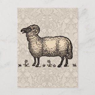 Schapenlammeren Boerderij Dierlijke Vintage Briefkaart