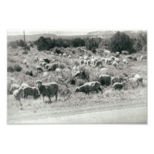 Schapenmonochrome Boerderij Dierlijk kosvederAntie