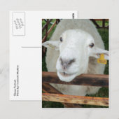 Schapenportret Briefkaart (Voorkant / Achterkant)