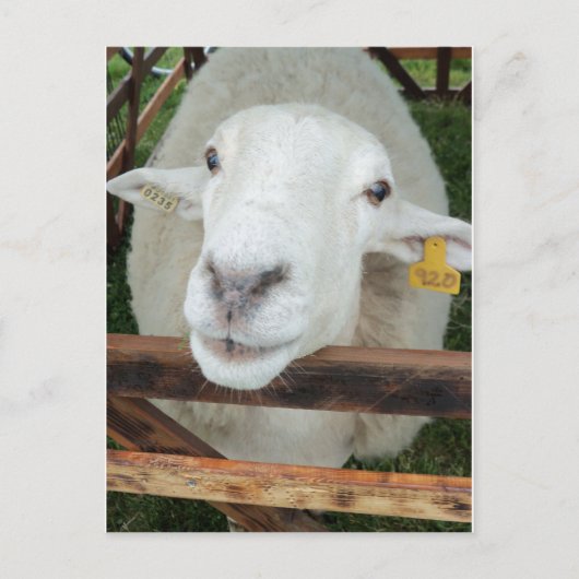 Schapenportret Briefkaart (Voorkant)