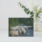 Schapenstallen Briefkaart (Staand voorkant)