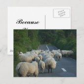 Schapenstallen Briefkaart (Voorkant / Achterkant)