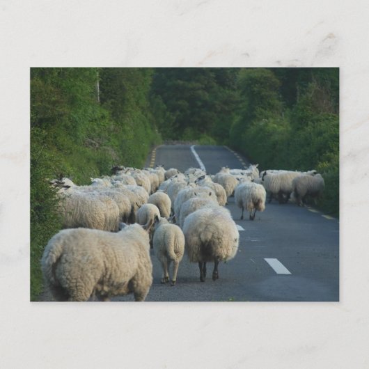 Schapenstallen Briefkaart (Voorkant)
