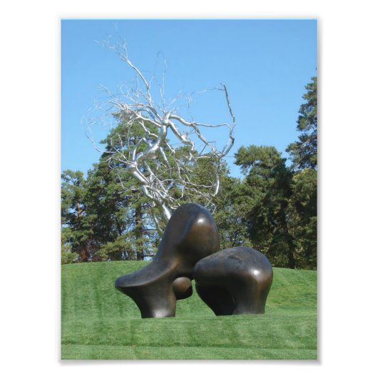 Schapenstuk en boom foto afdruk (Voorkant)