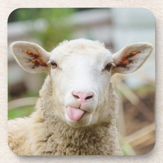 Schapentong show bier onderzetter (Voorkant)