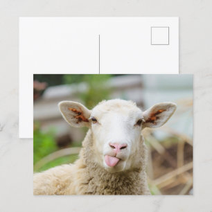 Schapentong show briefkaart