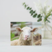 Schapentong show briefkaart (Staand voorkant)