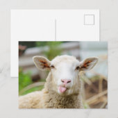 Schapentong show briefkaart (Voorkant / Achterkant)