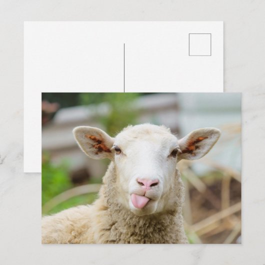 Schapentong show briefkaart (Voorkant / Achterkant)