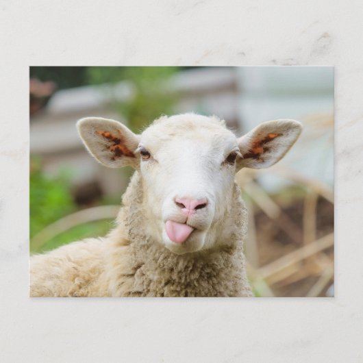 Schapentong show briefkaart (Voorkant)